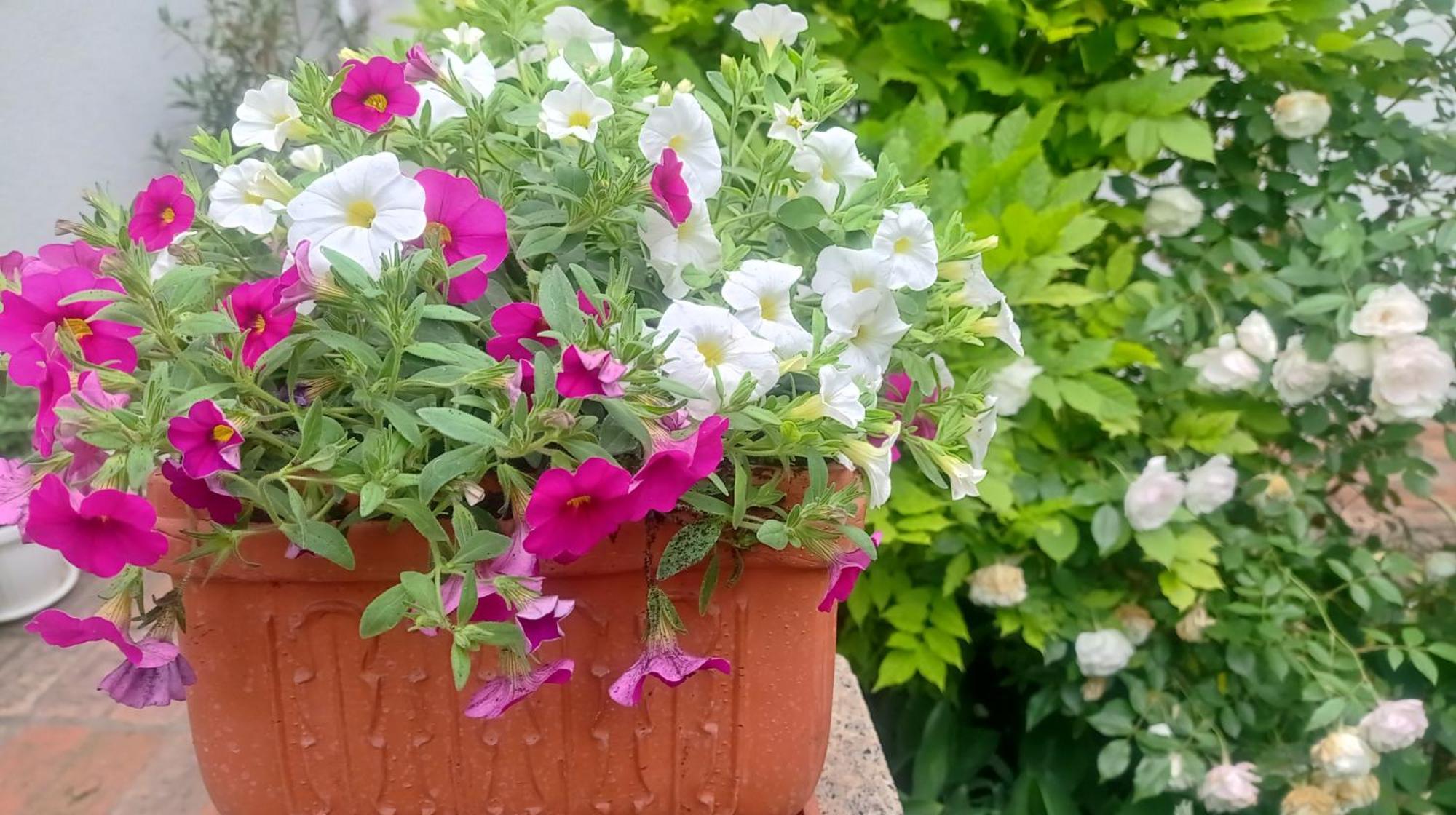 Belgrade Apartment Happy Garden Dış mekan fotoğraf